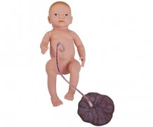 高级新生儿脐带护理模型