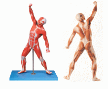 人体全身肌肉运动模型