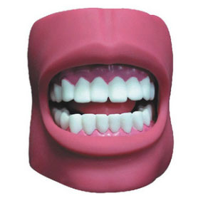 口腔护理牙齿模型