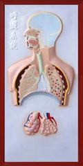 呼吸系统浮雕模型