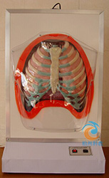 人体呼吸系统模型