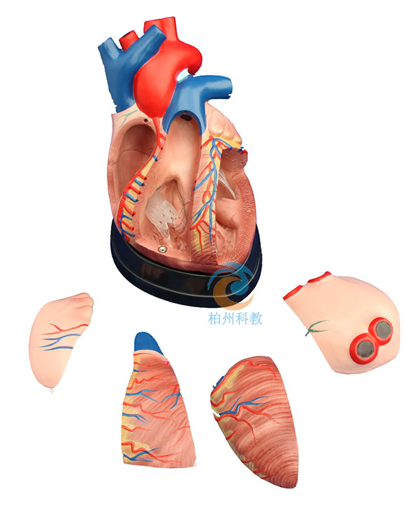 中型心脏解剖模型