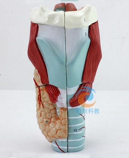 喉解剖模型