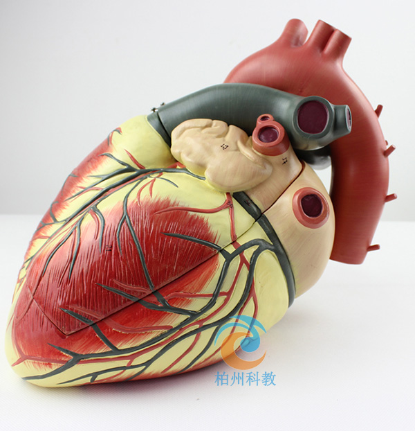 自制心脏模型图片