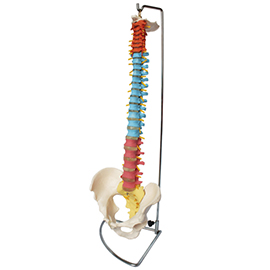 彩色自然大脊椎带骨盆模型