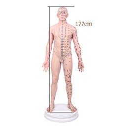 ׼Ѩλģ177cm
